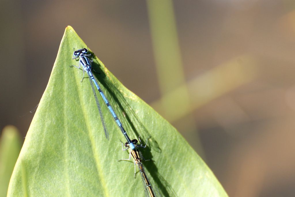 Platycnemis pennipes? no, Coenagrion cfr. puella